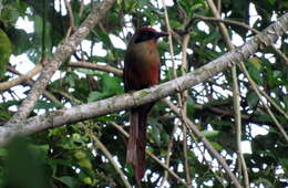 Image of Rufous-capped Motmot