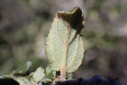 Image of Ceanothus foliosus var. viejasensis D. O. Burge & Rebman