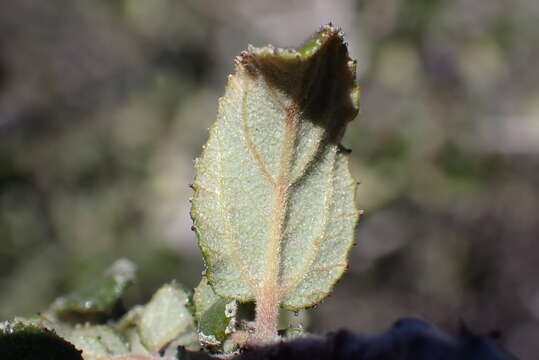 Imagem de Ceanothus foliosus var. viejasensis D. O. Burge & Rebman