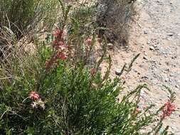 Oenothera suffrutescens (Ser.) W. L. Wagner & Hoch resmi