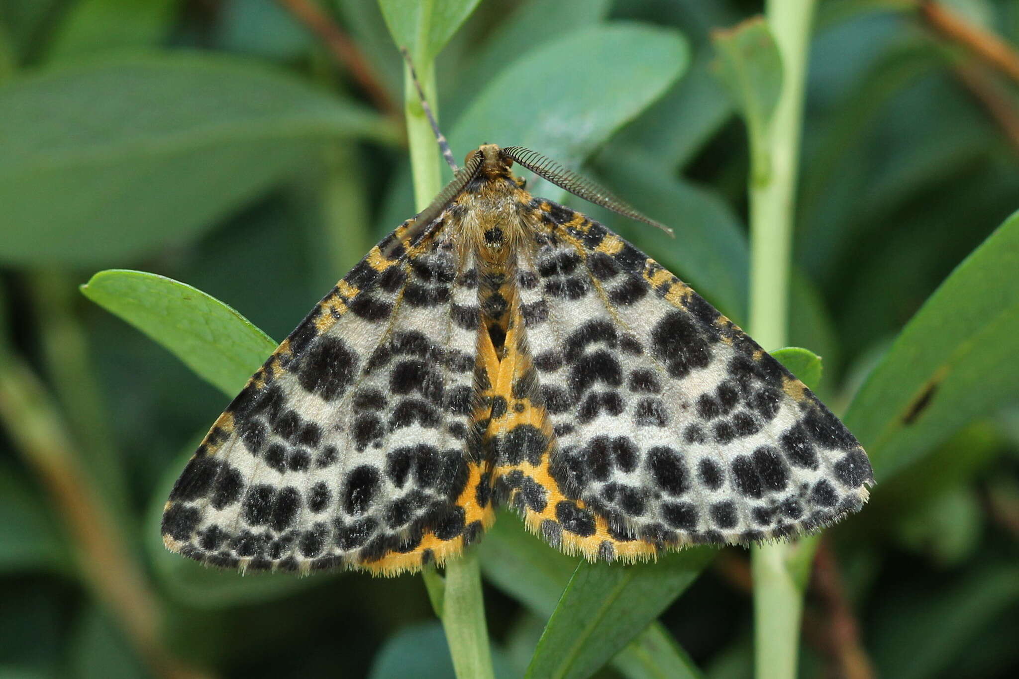 Image of spotted beauty