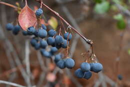 Imagem de Berberis heteropoda Schrenk