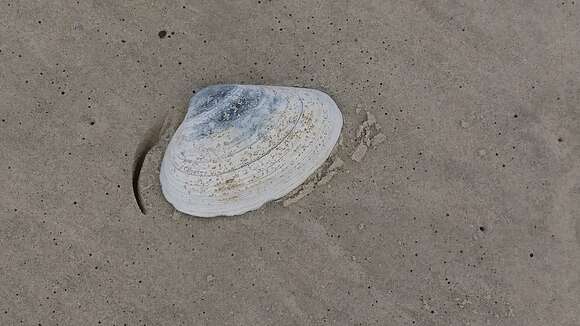 Image of Atlantic surf clam