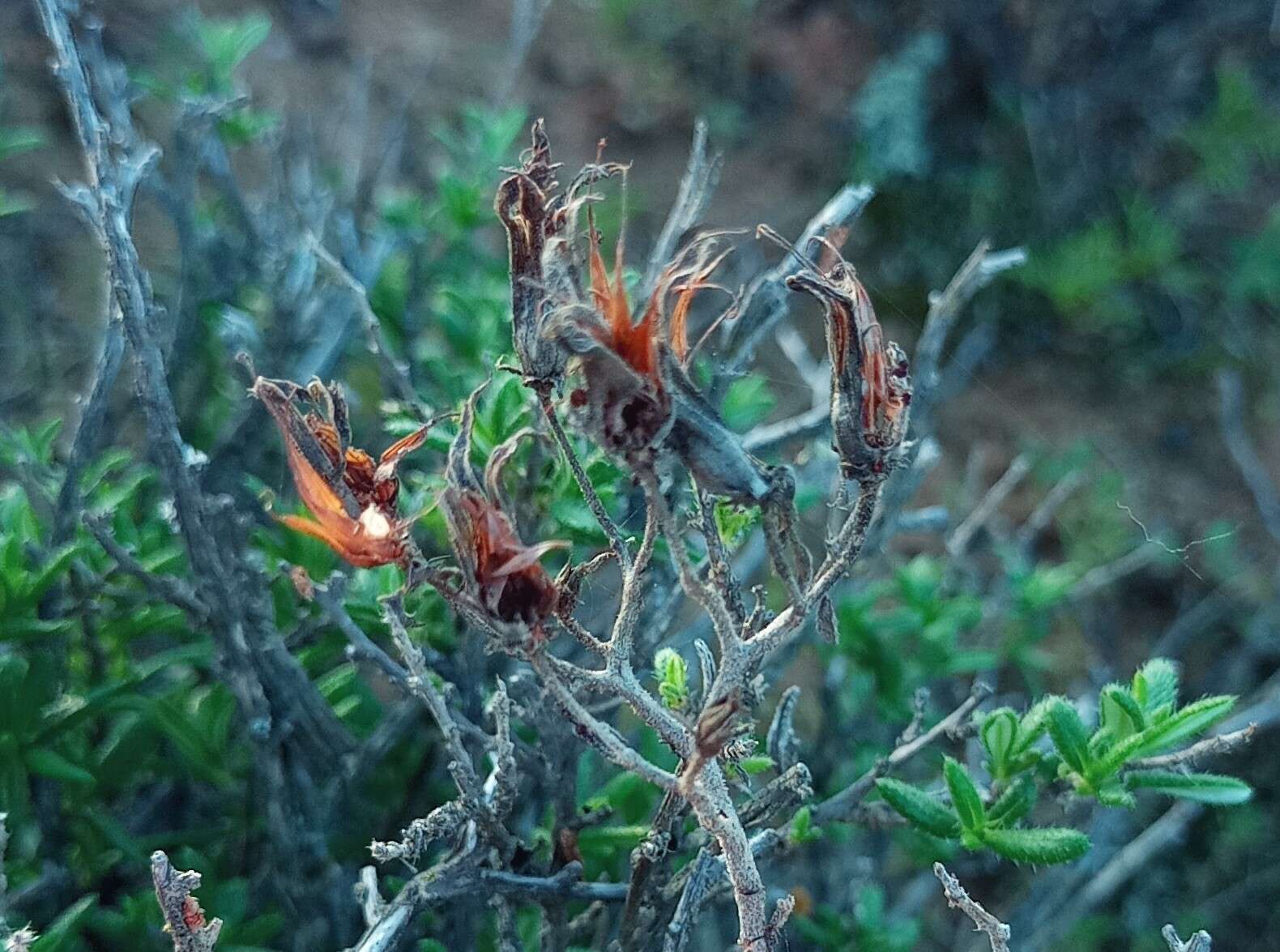 Image of Tylecodon ventricosus (Burm. fil.) H. Tölken