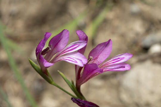 Image of Gladiolus anatolicus (Boiss.) Stapf