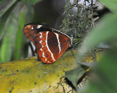 Image de Oxeoschistus puerta Westwood (1851)