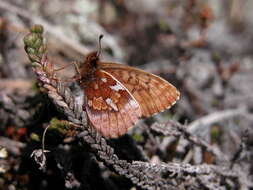 Image of Dingy Fritillary