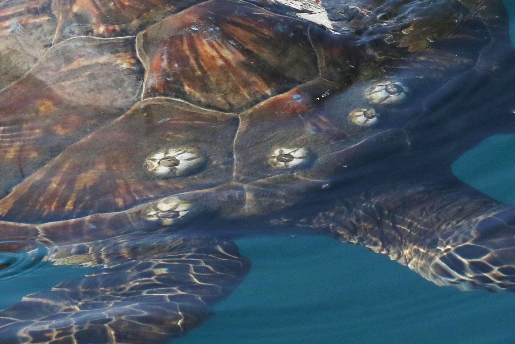 Image of chelonibiid barnacles