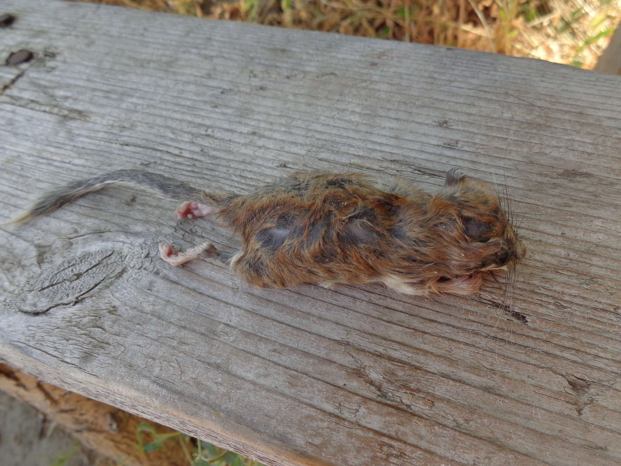 Image of Common Forest Dormouse