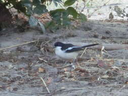 Image of Tropical Boubou