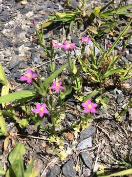 Image of branched centaury