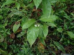 Image de Pavonia fruticosa (Mill.) Fawcett & Rendle