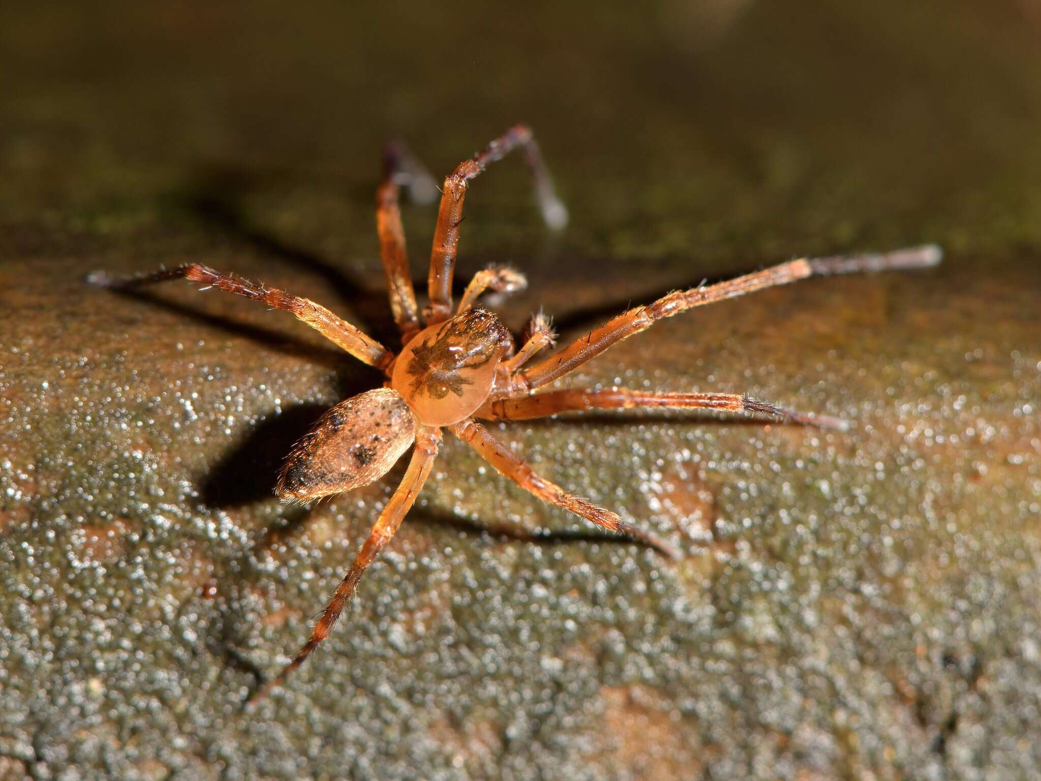 Image of Goyenia sylvatica Forster 1970