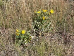 Image of Berkheya onopordifolia (DC.) Burtt Davy