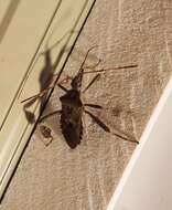 Image of Leaf-footed Pine Seed Bug