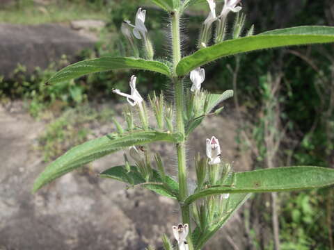 Слика од Andrographis echioides (L.) Nees