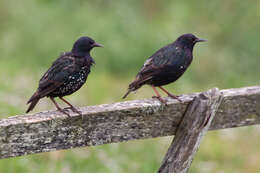 Image of Sturnus vulgaris granti Hartert 1903