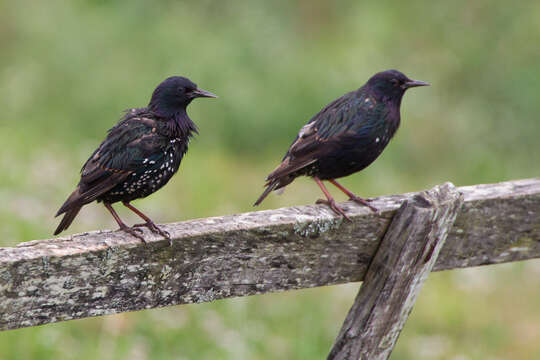 Image of Sturnus vulgaris granti Hartert 1903