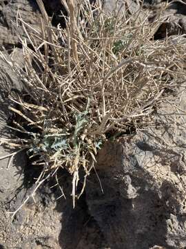 Image of Lactuca orientalis (Boiss.) Boiss.