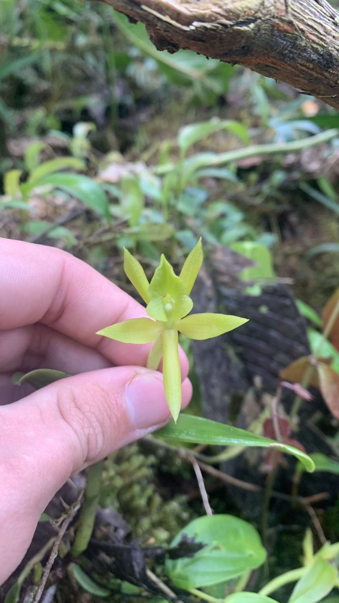 Слика од Epidendrum geminiflorum Kunth