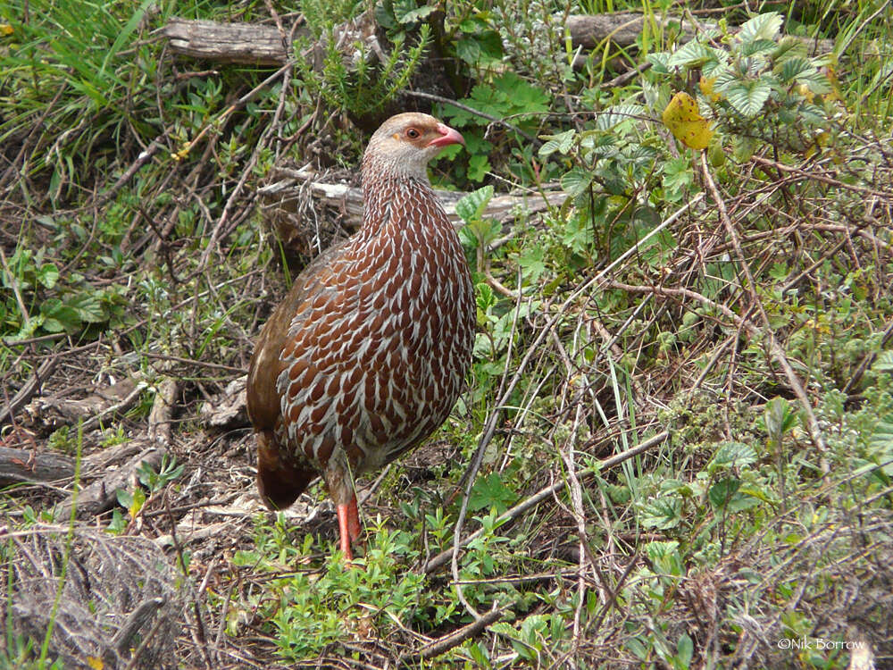 Image of Jackson's Francolin