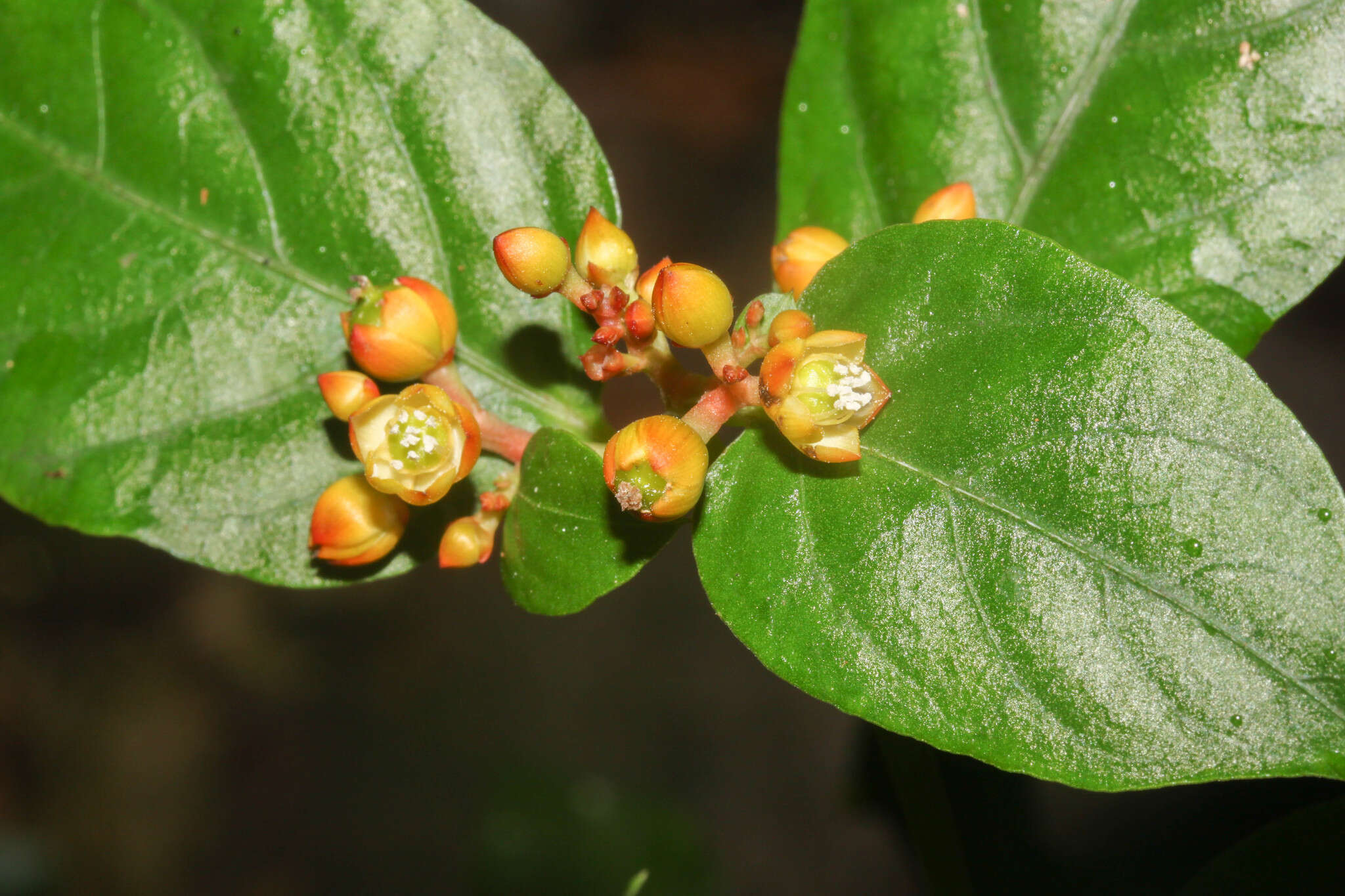 Imagem de Pleuropetalum sprucei (Hook. fil.) Standl.