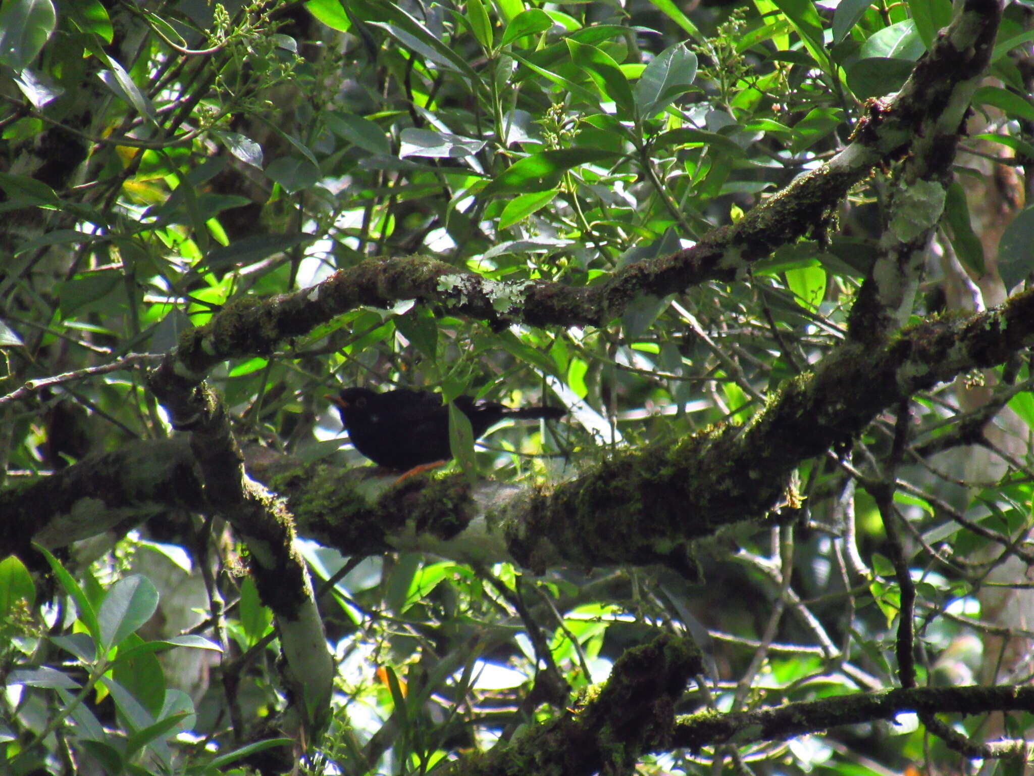 Image of Glossy-black Thrush