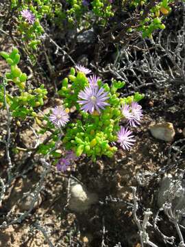 Sivun Drosanthemum crassum L. Bol. kuva