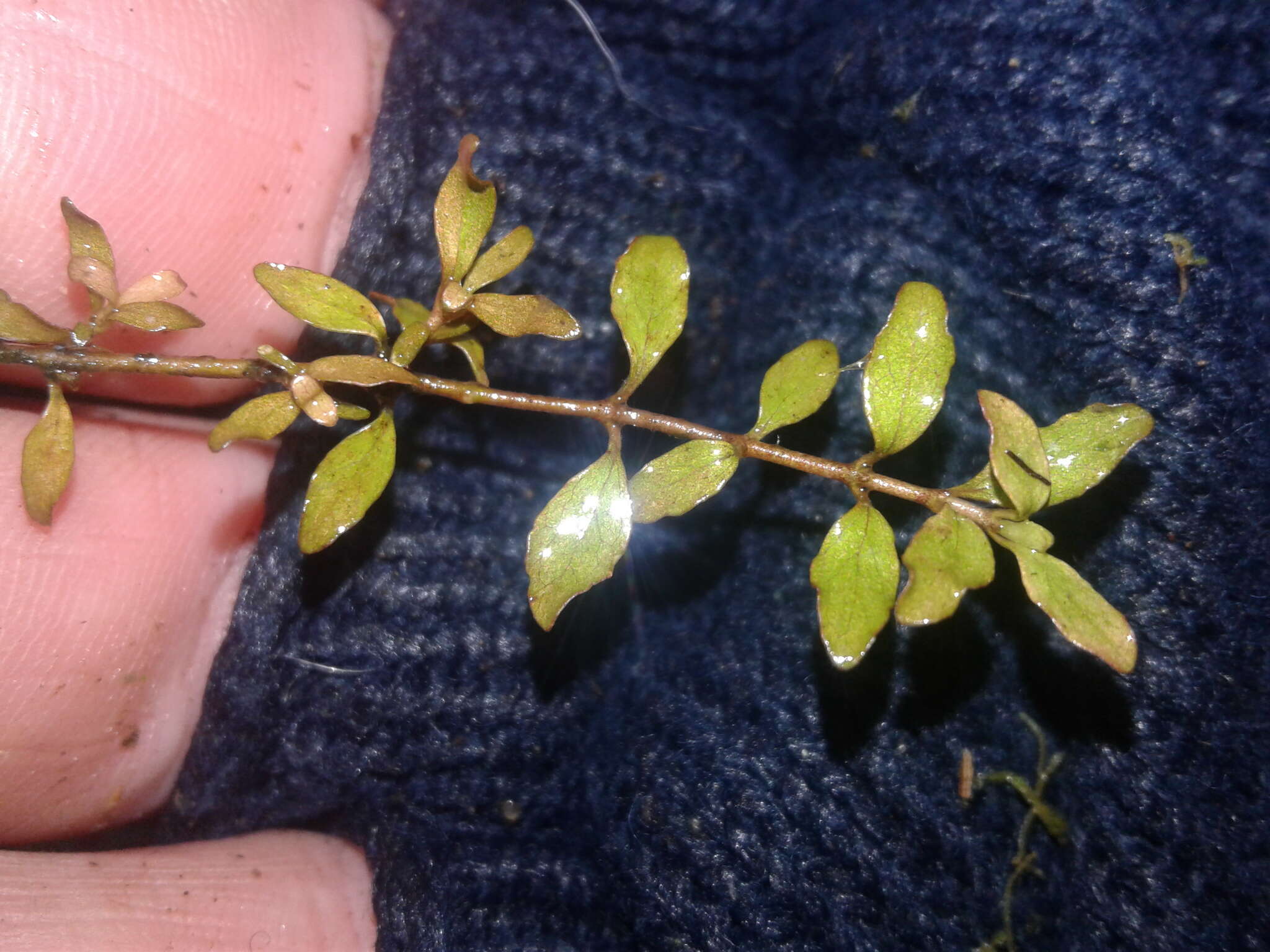 Image of Coprosma colensoi Hook. fil.