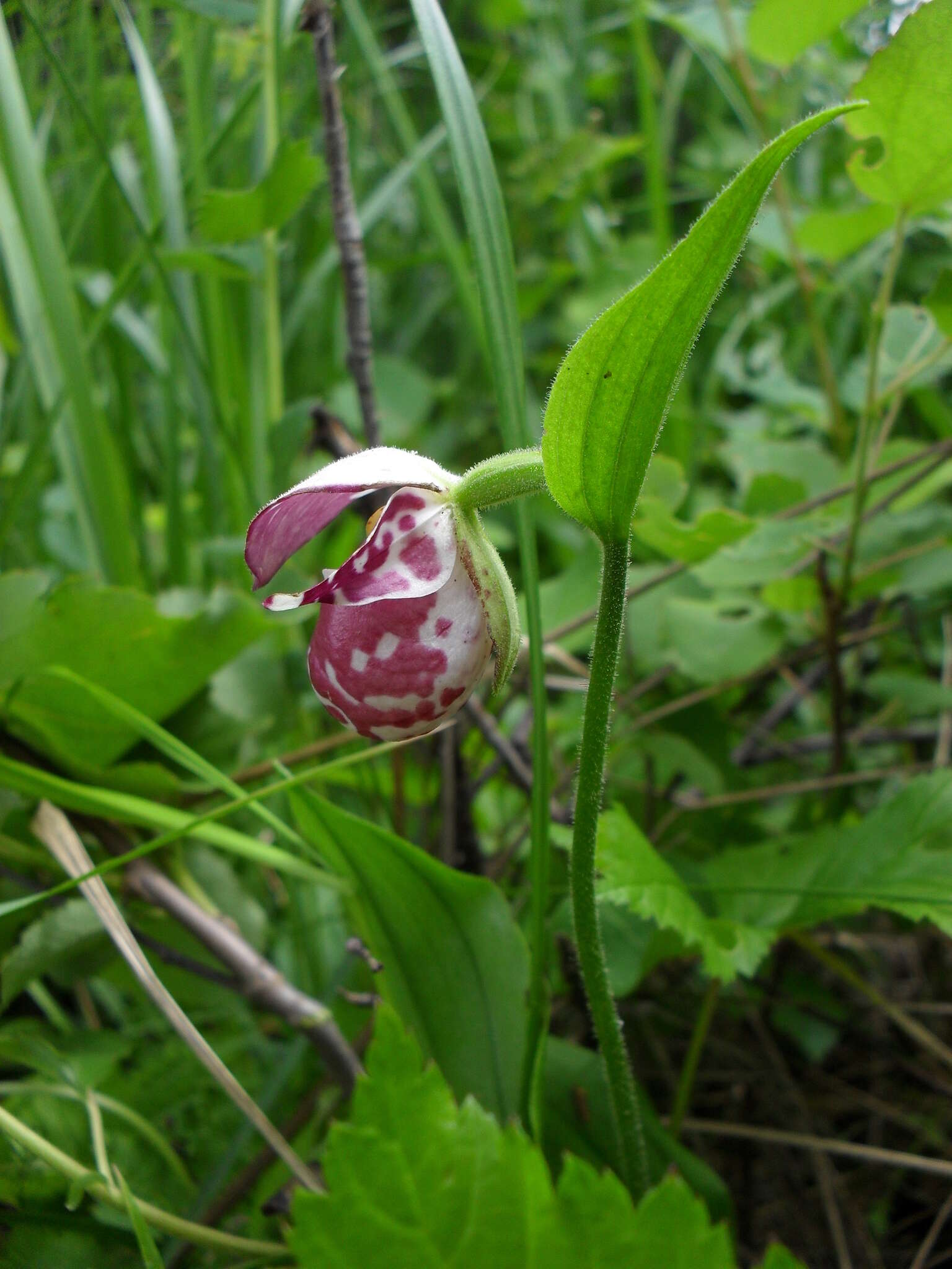 Image of Spotted lady's slipper