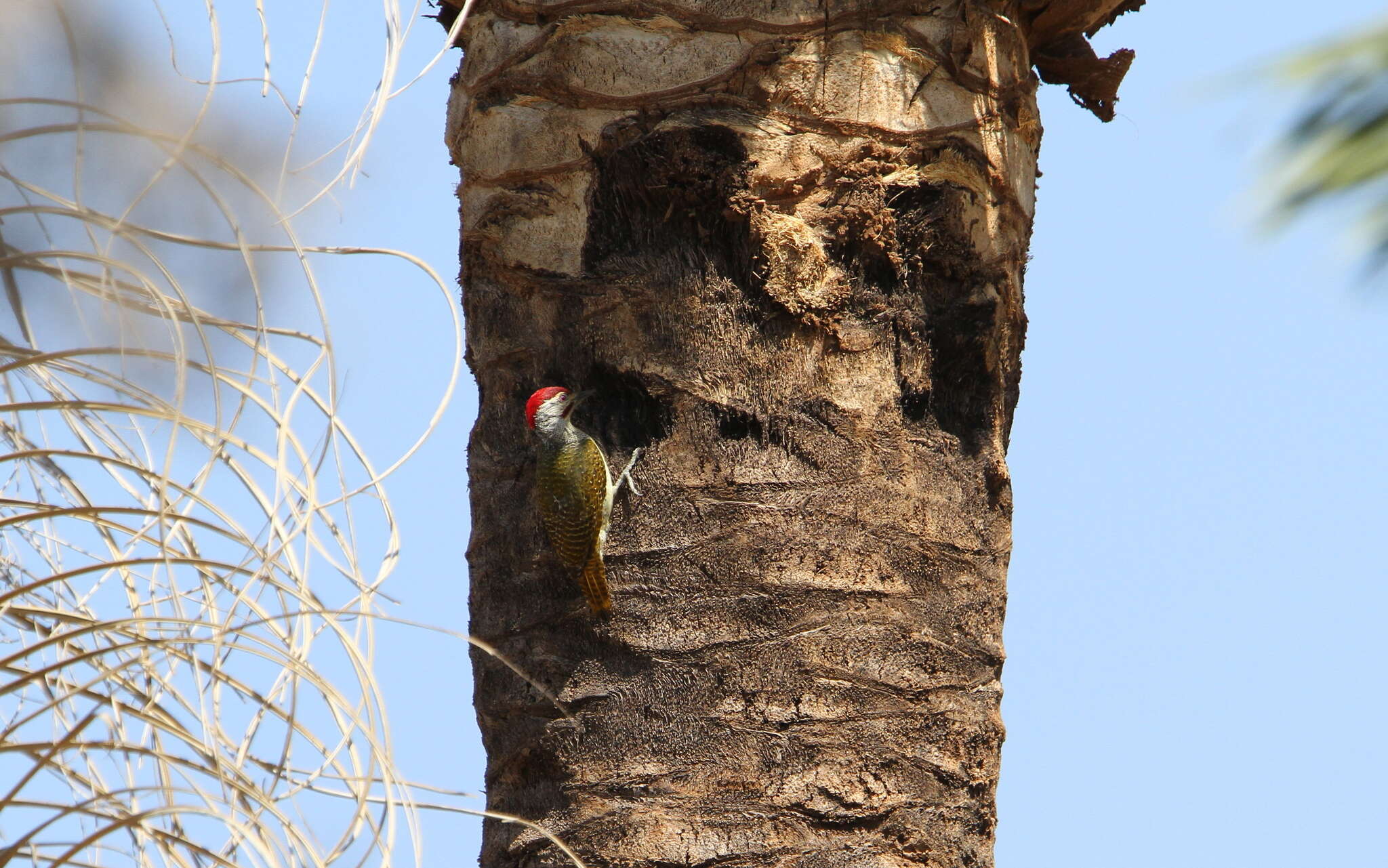 Image of Fine-spotted Woodpecker