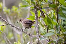 Image of Itatiaia Spinetail