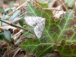 Image of mottled grey