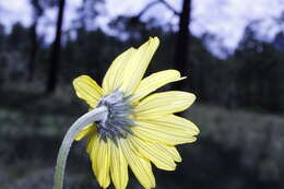 Image of Iostephane madrensis (S. Wats.) J. L. Strother