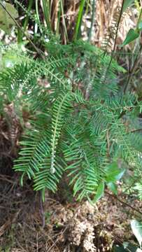 Image of Gleichenia punctulata Col.