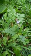 Image of bush vetch