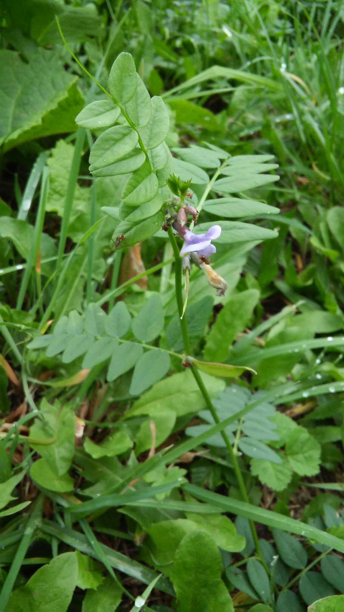 Plancia ëd Vicia sepium L.