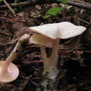 Image of Leucocybe houghtonii