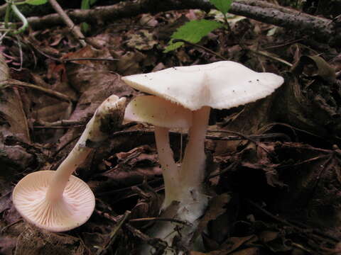 Imagem de Leucocybe houghtonii