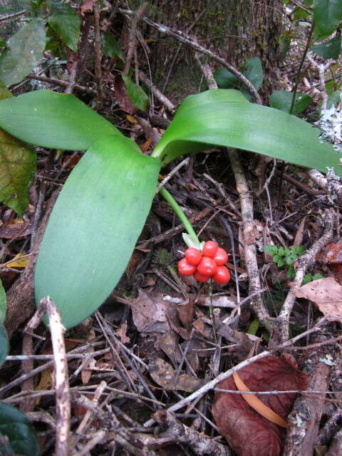 Image of Haemanthus albiflos Jacq.