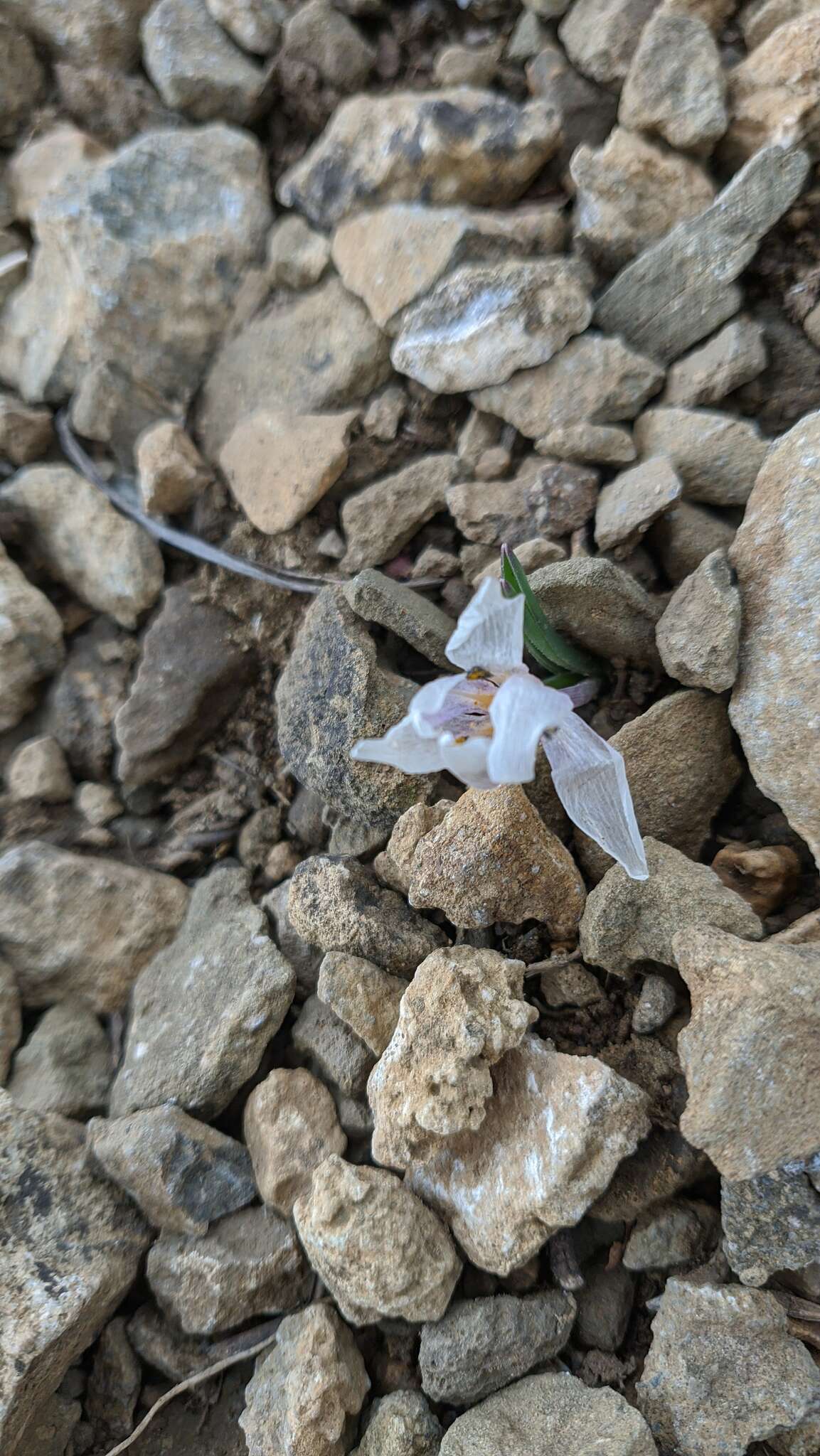 Image de Colchicum triphyllum Kunze