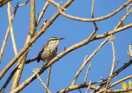 Image of Boucard's Wren