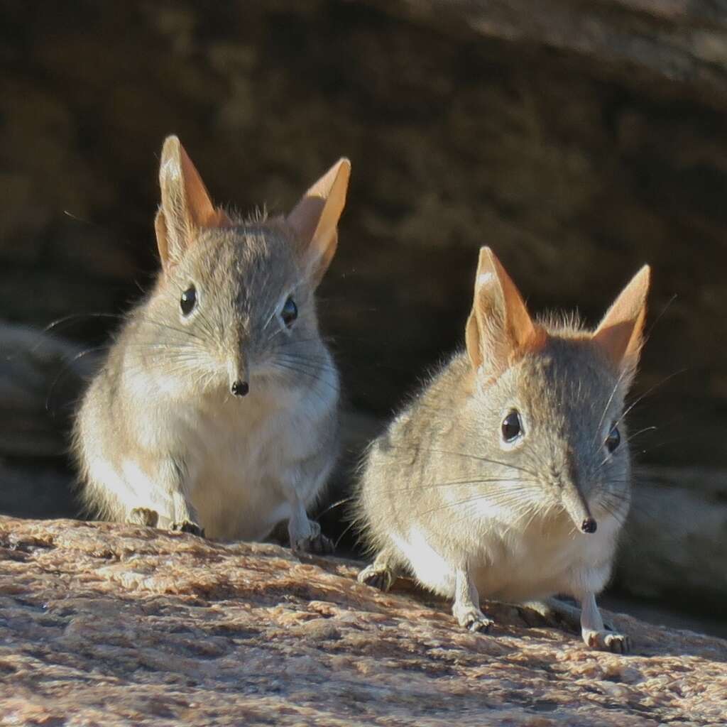 Image of Western Rock Elephant Shrew