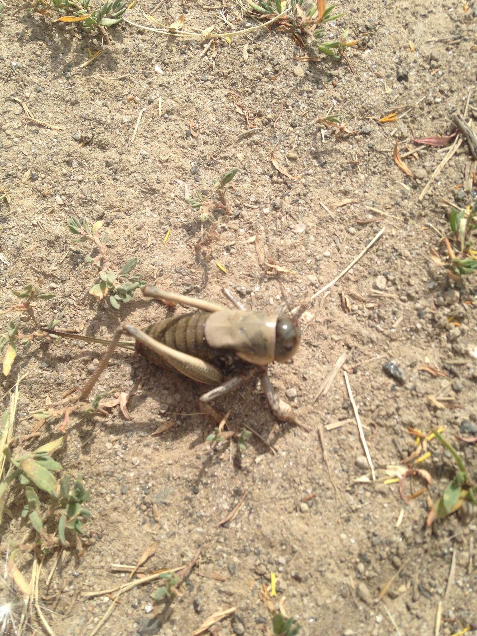 Image of mormon cricket