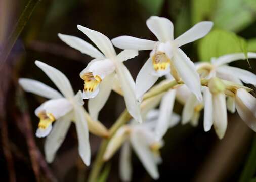 Image of Coelogyne hirtella J. J. Sm.