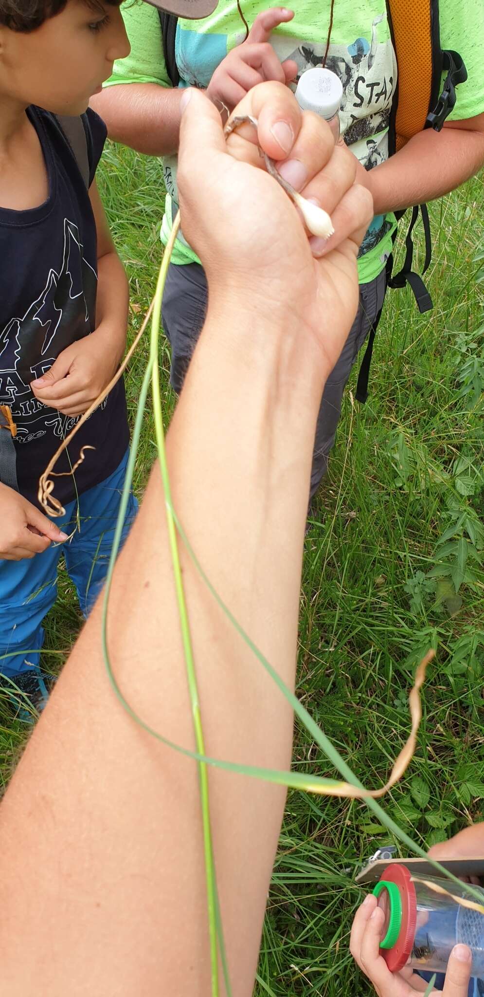 Image of Allium carinatum subsp. carinatum