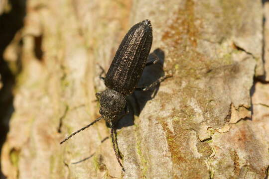 Image of Black Spruce Borer