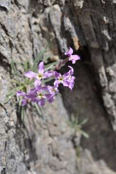 Matthiola fruticulosa subsp. valesiaca (J. Gay ex Gaudin) P. W. Ball resmi