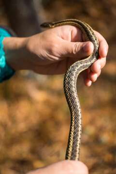 Image of Thamnophis sirtalis sirtalis (Linnaeus 1758)