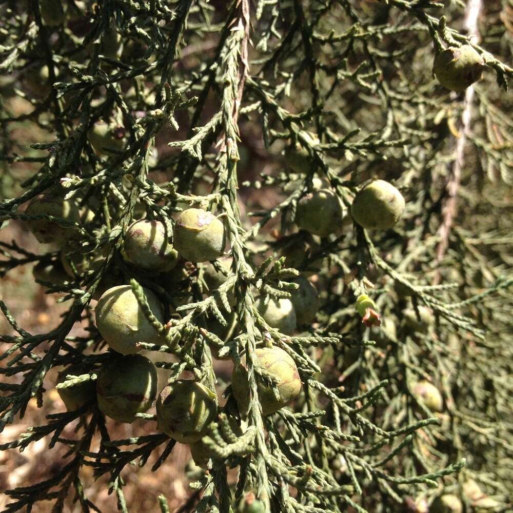 Juniperus deppeana Steud. resmi